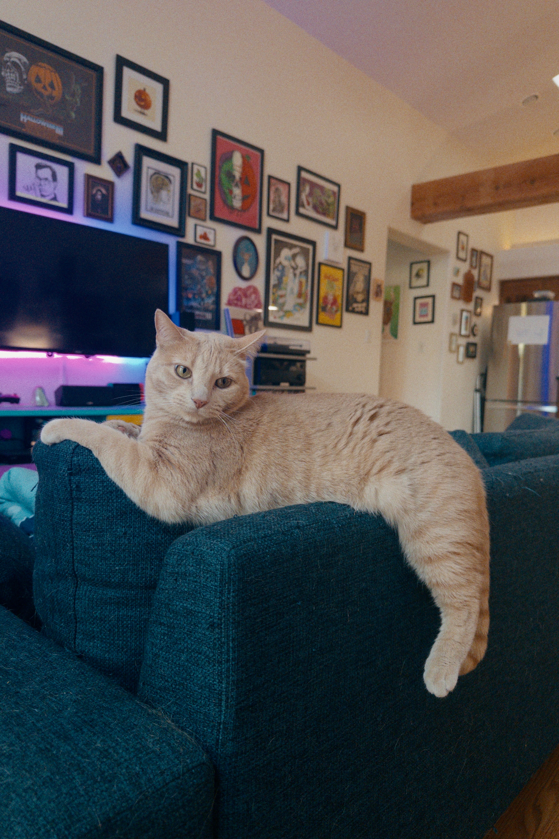 A light orange cat named Frances Noodle is lounging comfortably on the back of a dark blue couch in a cozy living room decorated with numerous framed pictures on the walls.