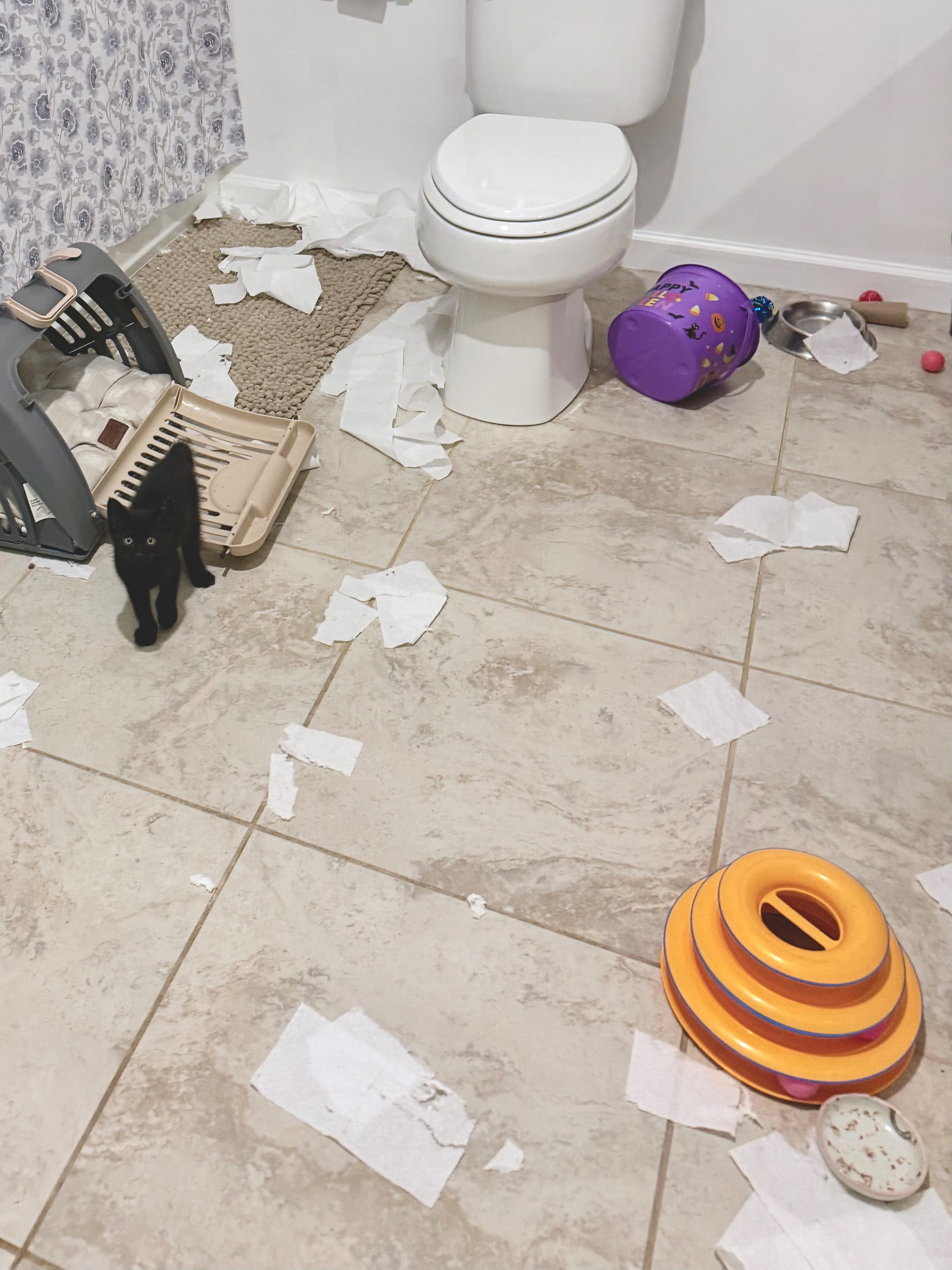 A black kitten stands in a bathroom with torn pieces of toilet paper scattered across the tiled floor, near a toilet, a cat carrier, a purple bucket, and some pet toys.