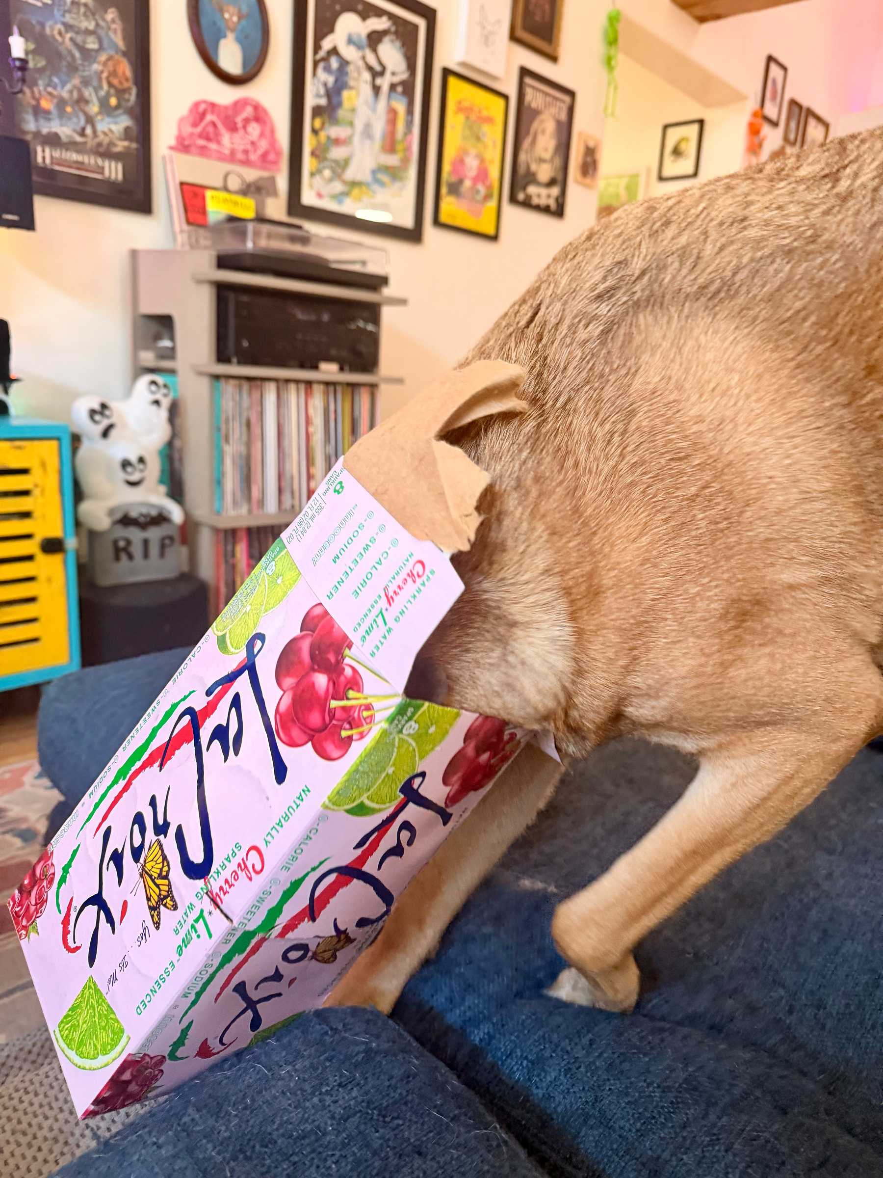 Reggie, a brown dog has his head stuck inside an empty LaCroix cherry lime flavored beverage box while standing on a blue couch in a colorful room.